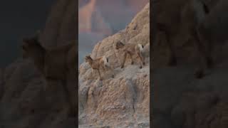 Bighorn Sheep Hindi Urdu Documentary P1  hindi urdu documentary wildlife migration [upl. by Cristi]