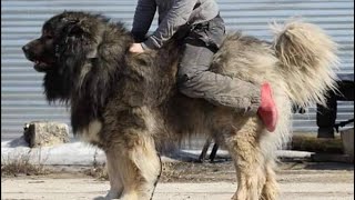 TOP TEN Caucasian Shepherd Studs In The WORLD🔥 [upl. by Tingey688]