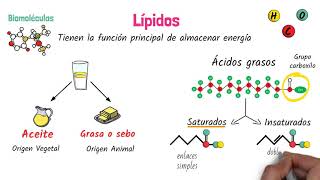 Lípidos Biomoléculas [upl. by Kesley]