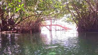 Cenote River near Blue Bay Esmeralda [upl. by Horwitz924]