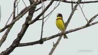 Овсянка дубровник Emberiza aureola [upl. by Phira]