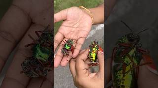 ரோட்ல பொன்வண்டு🪲 Jewel Beetle Rescue Success villagelife nature insects kids story [upl. by Alegna]