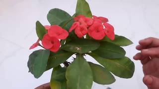 How to grow and Care Crown of Thorns Plant  Euphorbia Milii Plant  4th Nov 2017 [upl. by Nahaj]