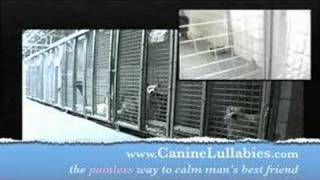 Canine Lullabies50 Dogs Stop Barking in Less Than 2 Minutes [upl. by Enigroeg]