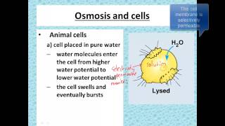 Osmosis and cells for iGCSE Biology [upl. by Skurnik]