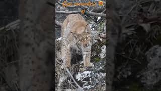 Swiss Lynx encounters 1  Rencontres en Suisse avec le lynx 1 [upl. by Anirav]