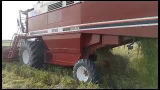 laverda 3750 laverda combine harvester rice cutting 1692 chawal ki katai  english commentary [upl. by Radloff]