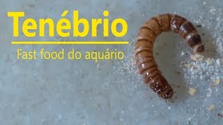 Tenebrio  O Fast food do aquario [upl. by Enniotna]