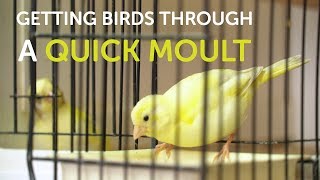 How To Get Birds Through a Quick Moult  The Canary Room Top Tips [upl. by Pillihpnhoj]