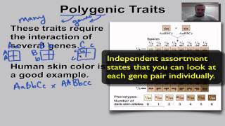 Chapter 11 Part 12  Polygenic Traits [upl. by Yak]