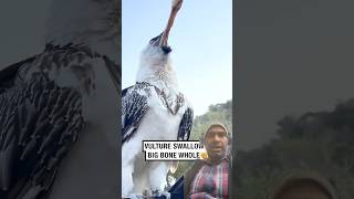 Valture swallow big bone whole incredible moments of birds youtubeshorts [upl. by Retse609]