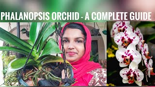 PHALANOPSIS ORCHID CARE  A COMPLETE GUIDE TO PHALANOPSIS ORCHID  ORCHID CARE IN MALAYALAM  ORCHID [upl. by Suiramaj]