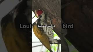 The IvoryBilled Woodpecker a Lord God Bird [upl. by Aynad268]