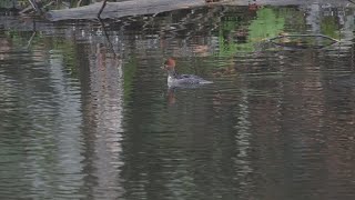 Hooded Mergansers Parc omega [upl. by Bowlds]