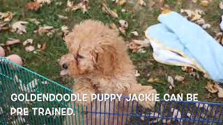 Mini F1B Goldendoodle Puppy Jackie SD 480p [upl. by Ettenot905]