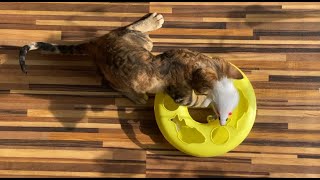 Funny Cat Moments You Won’t Believe These 5 Quirky Cat Personalities [upl. by Funch]