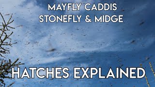 Mayfly Caddis Stonefly amp Midge Hatches Explained [upl. by Arrak]