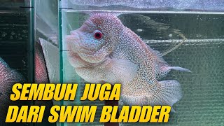 BEGINI HASIL PENGOBATAN LOHAN SWIM BLADDER [upl. by Nnylrefinnej]