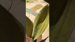 Snake Plant Sun Care greenleaves greenthumb environmentalconservation naturelovers [upl. by Ateiluj]