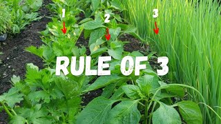 COMPANION PLANTING Made SIMPLE with The Rule of 3 [upl. by Dodge444]