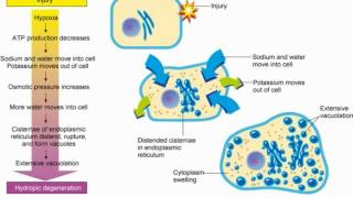 Altered Cellular Biology [upl. by Barnabas]