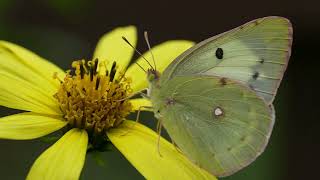 a Yellow Butterfly in slow motion Colias erate poliographa [upl. by Simpson]