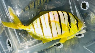 “SCHOOLING JUMBO” Golden Pilotfish Trio [upl. by Alahcim]