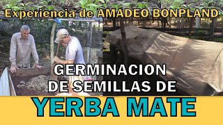 Experiencia de Amadeo Bonpland para la germinación de semillas de yerba mate yerbamate bonpland [upl. by Tammi]