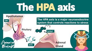 HPA axis  HypothalamusPituitaryAdrenal Axis  What is the role of HPA axis in stress physiology [upl. by Pentha]