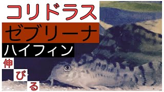 コリドラス【紹介】COゼブリーナ【CW 111】繁殖期伸びる背鰭。ハイフィンを超える [upl. by Einhapets940]