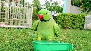 Parrot Taking a Bath [upl. by Bille229]