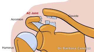 Acromioclavicular joint Stabilization [upl. by Guerra]