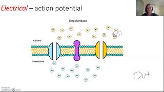 Signal transduction in neurones [upl. by Preuss]