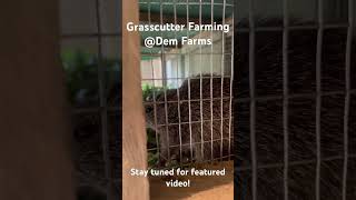 Grasscutter Farming agriculture africa ghana grasscutter grass animals farming farmanimals [upl. by Medlin]