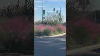 Spotted beautiful Pink muhly grass [upl. by Laurie603]