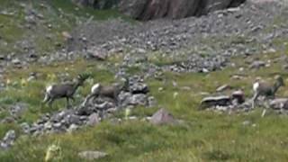 Bighorn Sheep beneath Crestone Needle Sangre De Cristo Mountains Colorado [upl. by Hope]