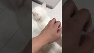 He likes being petted😊 cat cats [upl. by Rosco]