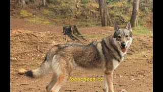 Perro Lobo Checoslovaco Latinoamérica [upl. by Ahsitruc]