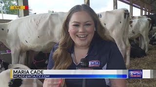 Visiting KoKlassic Holsteins at the 2023 Grange Fair [upl. by Tadd]