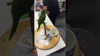 White eyed conure [upl. by Ah]