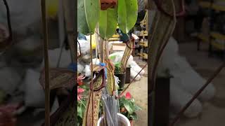 Best Care Tips for Making Larger Pitcher Plants  Nepenthes Species [upl. by Danialah]