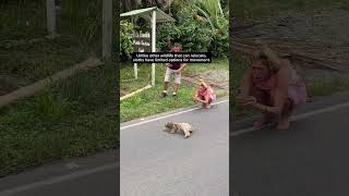 🦥Helping Sloths in Urbanized Areas [upl. by Ahsienet]