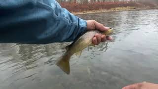 Trout Fishing Pocono Mountains Brodhead Creek PA [upl. by Elocal659]