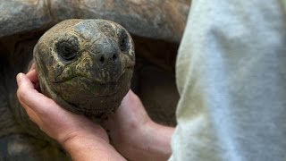 Do Tortoises Like Being Touched [upl. by Riamo]