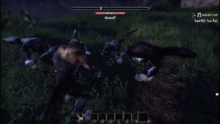 Elder Scrolls Online Hircines Gift Quest Glitch pt 2 [upl. by Apps842]