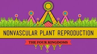 The Reproductive Lives of Nonvascular Plants Alternation of Generations  Crash Course Biology 36 [upl. by Zennas]