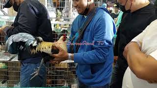 World Gamefowl Expo 2023 Day 1 Highlights [upl. by Heinrich]