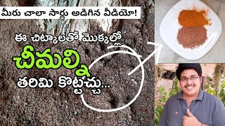 మొక్కల్లో చీమలకి చెక్ పెట్టండిలా  How to control ants in plants [upl. by Allegra511]