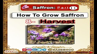 Saffron Crocus sativus part 11  How To Grow Saffron ➡️8 Harvest [upl. by Alejandra]