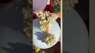 Tip for succulents  succulentpropagation garden succulentgarden plants [upl. by Aicile]